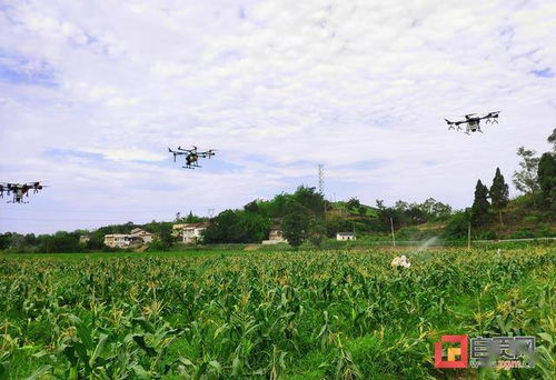 自貢市開展農(nóng)業(yè)有害生物災(zāi)害應(yīng)急響應(yīng)演練，筑牢農(nóng)業(yè)生產(chǎn)安全防線