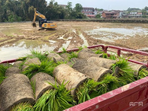 萬(wàn)象耕新稻共養(yǎng) 四川自貢紅旗村的生態(tài)農(nóng)業(yè)新模式