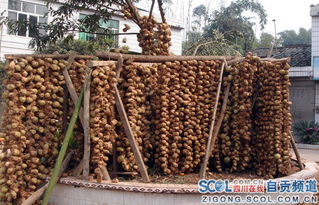 自貢市古文鎮(zhèn): 發(fā)展現(xiàn)代農(nóng)業(yè)工業(yè)，推進(jìn)城鎮(zhèn)化建設(shè)